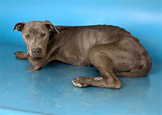 Main Photo of this Dog