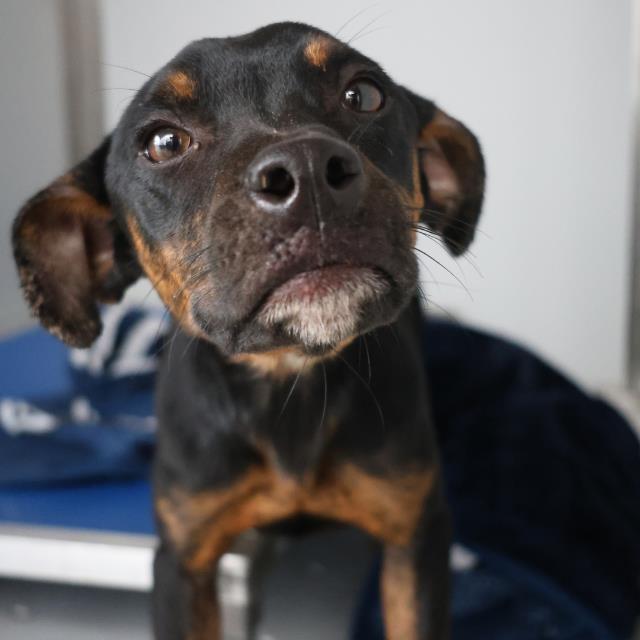 Main Photo of this Dog