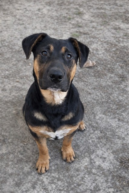 Other Photos of thie Dog