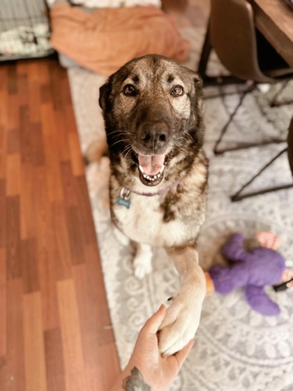 Kayla, a German Shepherd, available for adoption