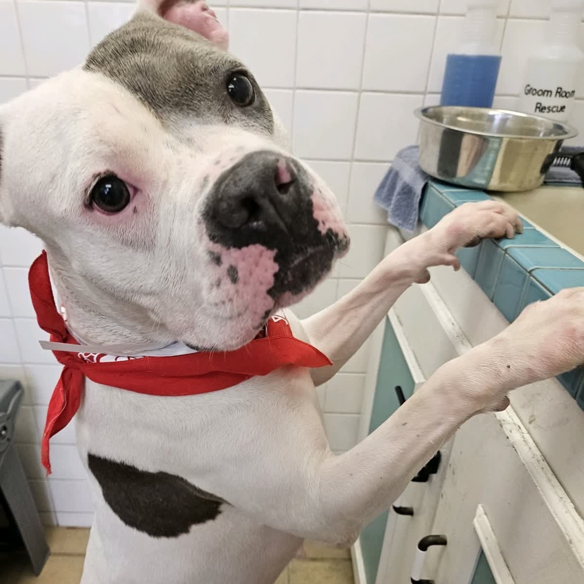 Tyra, a Boxer, available for adoption