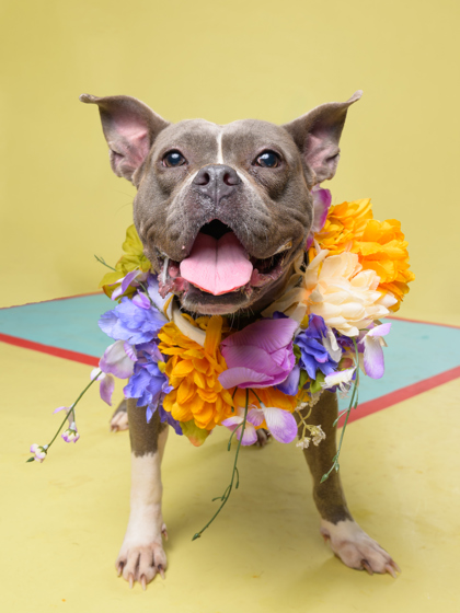 Diamond, a Pit Bull Terrier, available for adoption