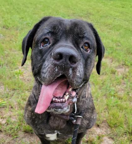 Shadow6, a Black Labrador Retriever, available for adoption