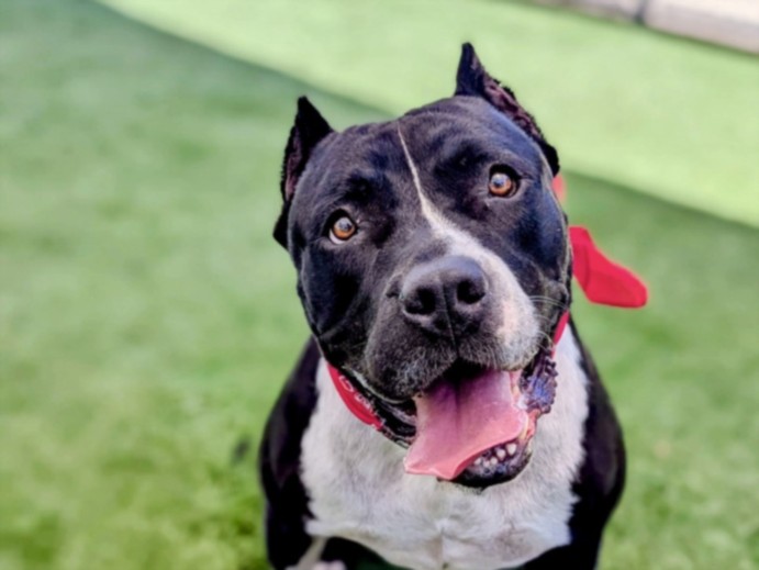 Happy, a Pit Bull Terrier, available for adoption