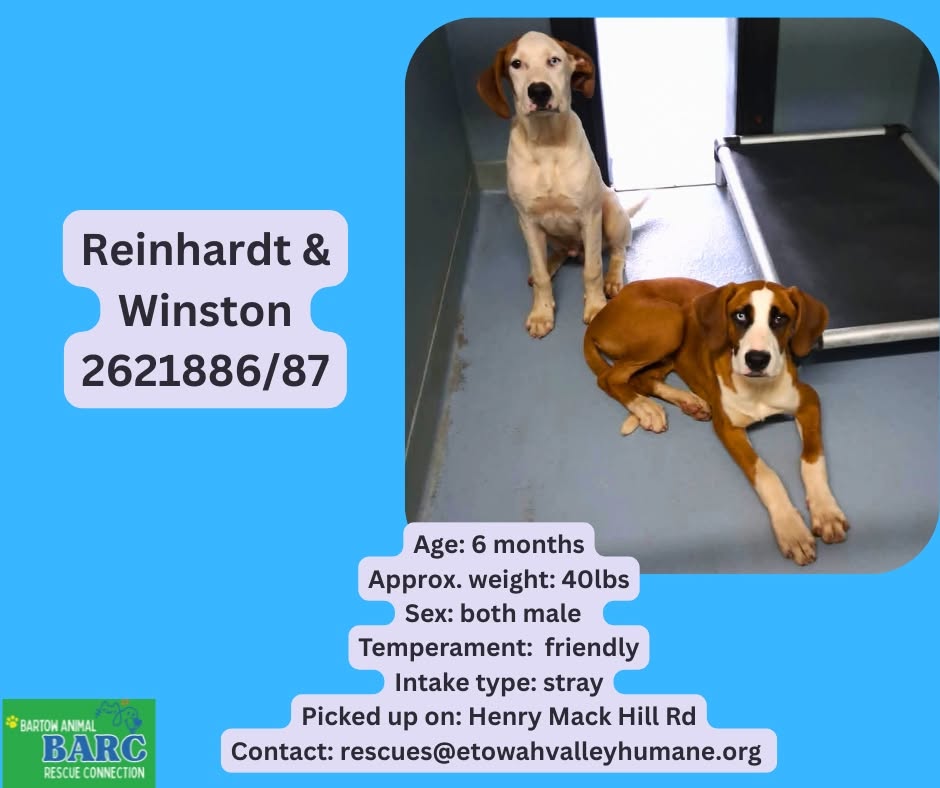 Reinhart And Winston, a Retriever, available for adoption