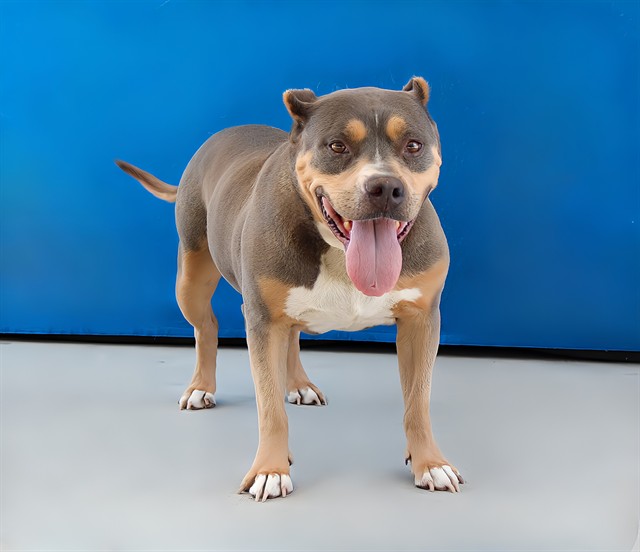 Amelia, a Pit Bull Terrier, available for adoption