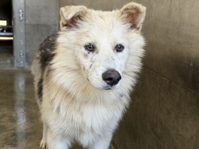 Barney, a Siberian Husky, available for adoption