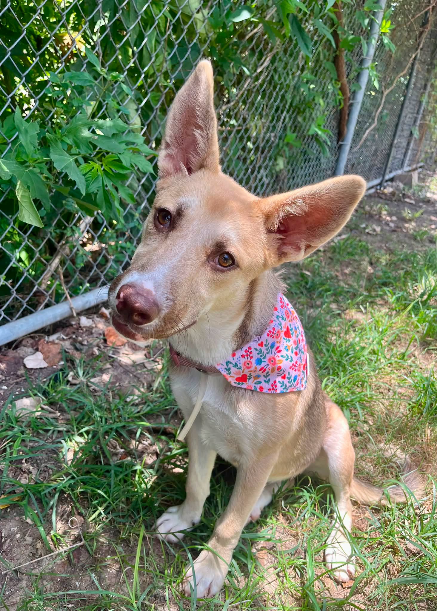 Nala, a Carolina Dog, available for adoption