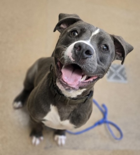 260155, a Staffordshire Bull Terrier (mix breed), available for adoption