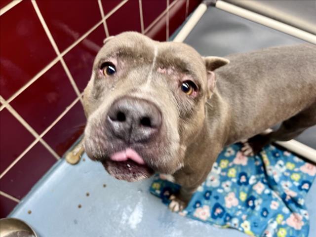 Maverick, a Staffordshire Bull Terrier (mix breed), available for adoption