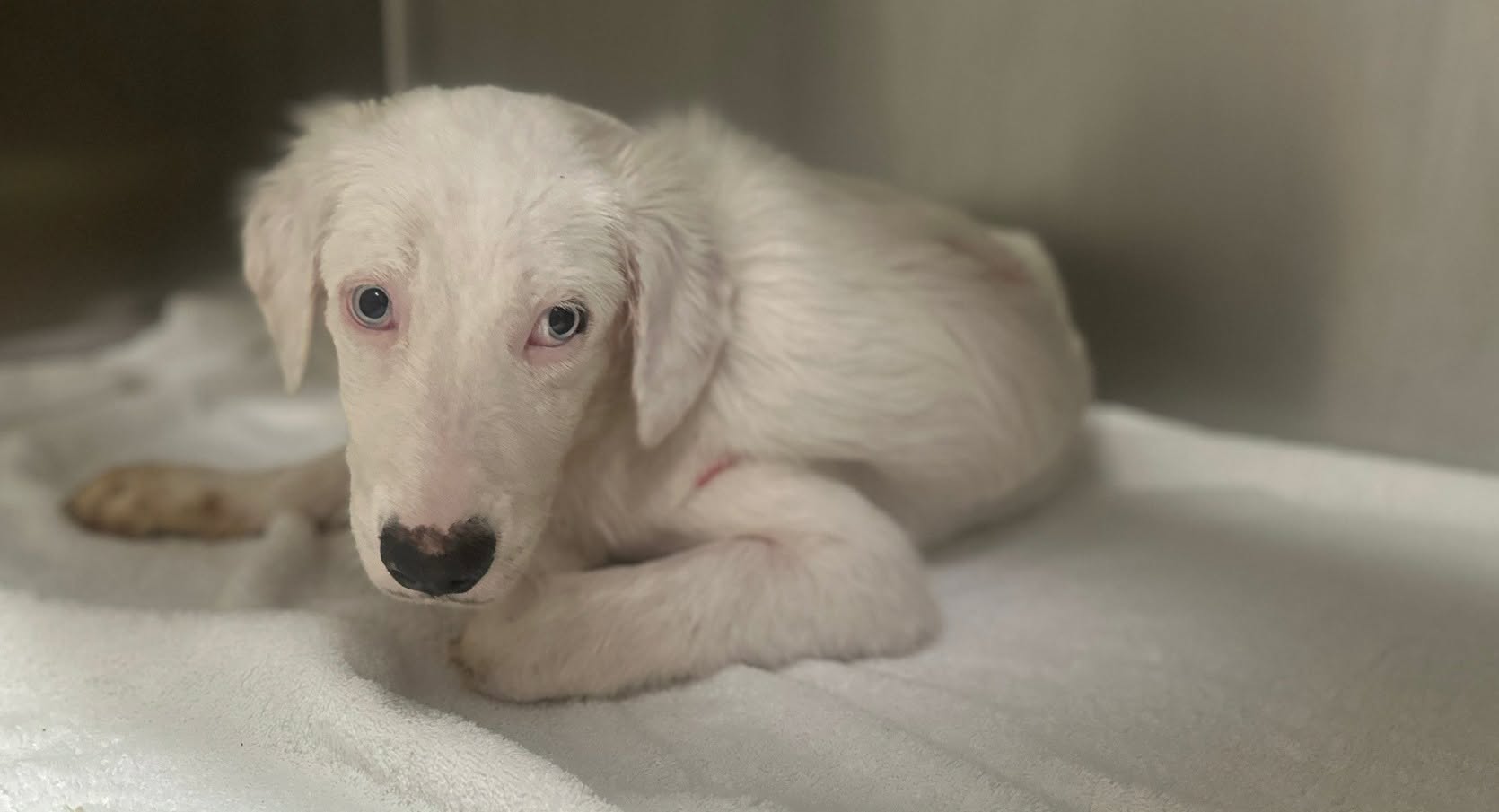 Gojo, a Australian Shepherd (mix breed), available for adoption