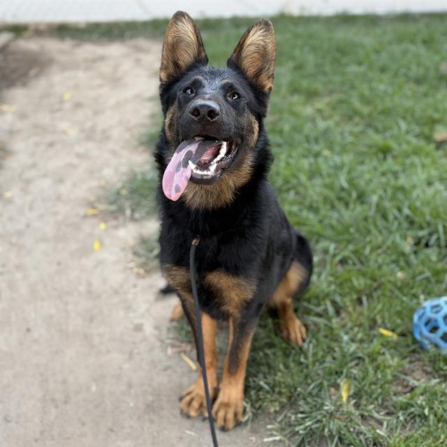 Sage, a German Shepherd, available for adoption