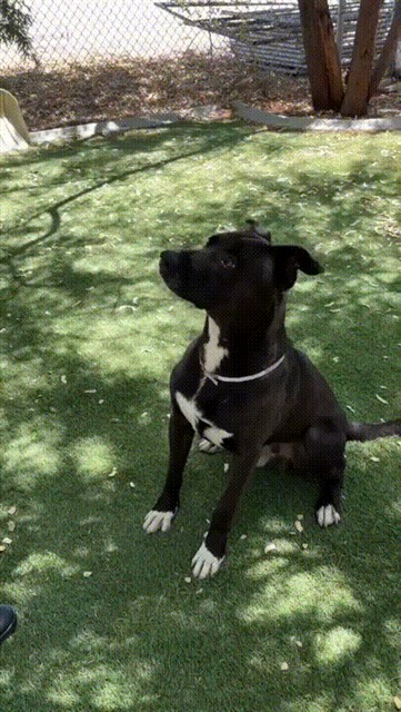 Luis, a Labrador Retriever, available for adoption