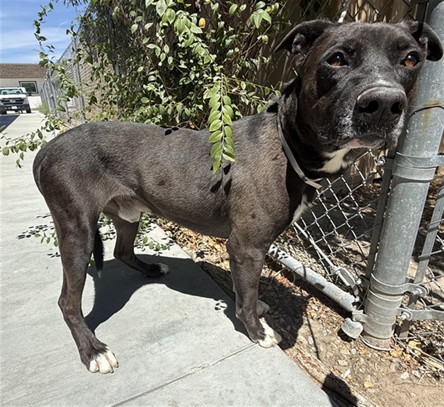 Luis, a Labrador Retriever, available for adoption