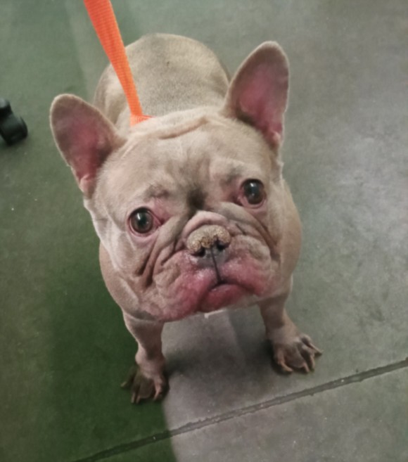 Blanche, a French Bulldog, available for adoption