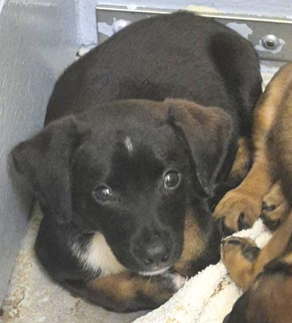 Nitro, a German Shepherd (mix breed), available for adoption