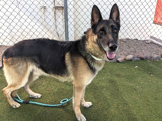 Earl, a German Shepherd (mix breed), available for adoption