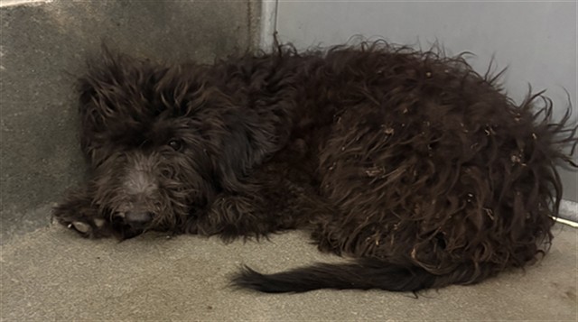 A034815, a Poodle (mix breed), available for adoption