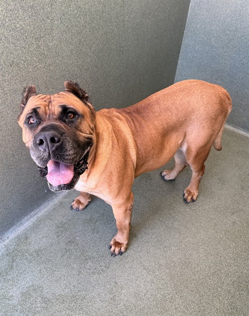 Adoptable pet photo