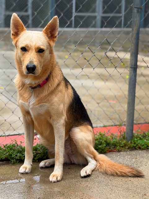 Ethel, a German Shepherd, available for adoption