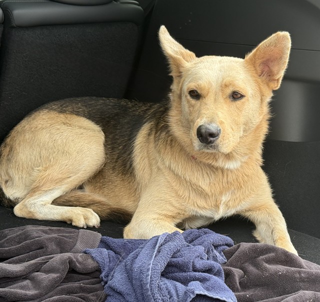 Adoptable pet photo