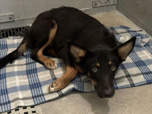 Adoptable pet photo
