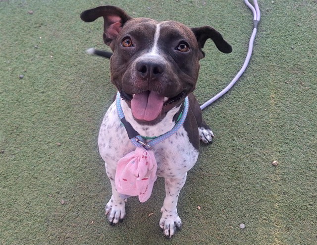 Adoptable pet photo