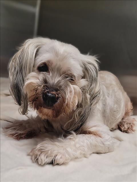 Maltese available for adoption