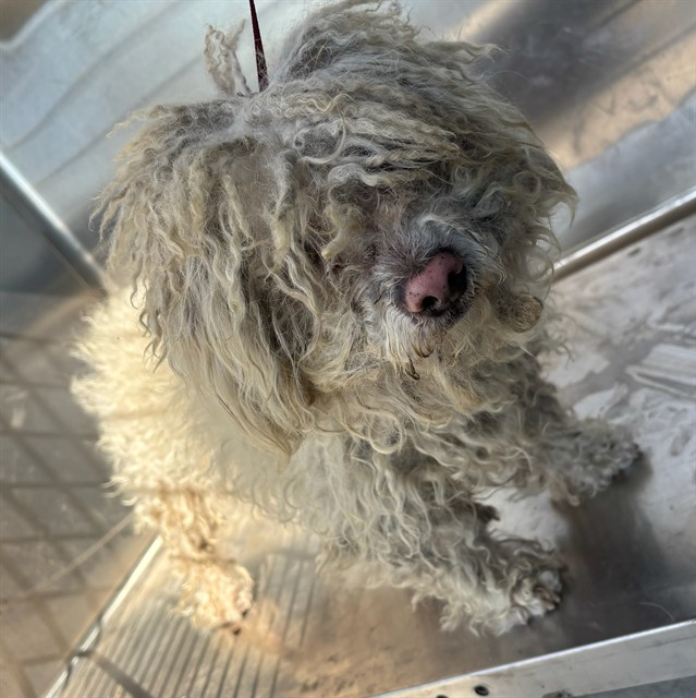 Poodle available for adoption