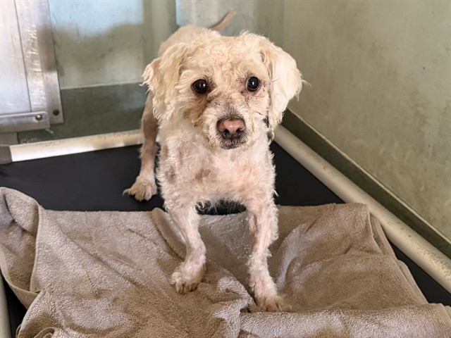 Papas, a Poodle, available for adoption