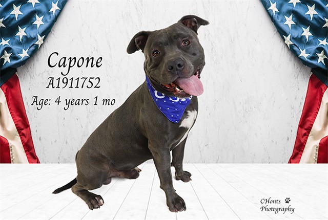 Capone, a Pit Bull Terrier, available for adoption