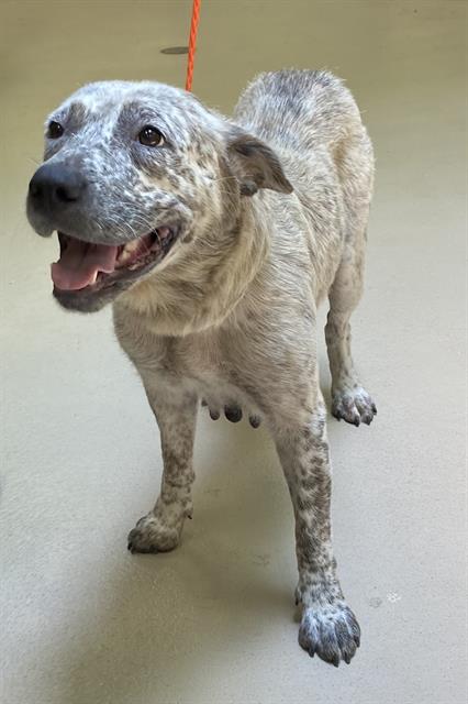 Ally, a Australian Cattle Dog/Blue Heeler (mix breed), available for adoption