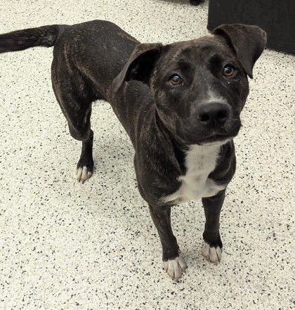 Rizzie, a Black Labrador Retriever (mix breed), available for adoption