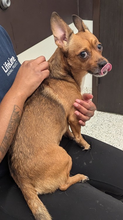 Dior, a Chihuahua (mix breed), available for adoption