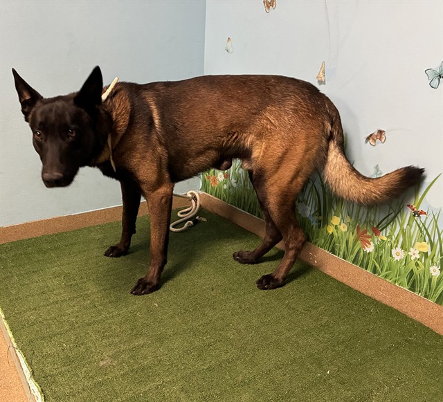 Apollo, a Belgian Shepherd Malinois, available for adoption
