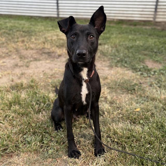 Ruthie, a Border Collie, available for adoption