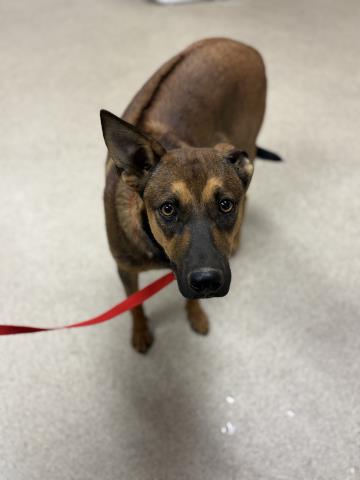 Zeus, a Rhodesian Ridgeback (mix breed), available for adoption