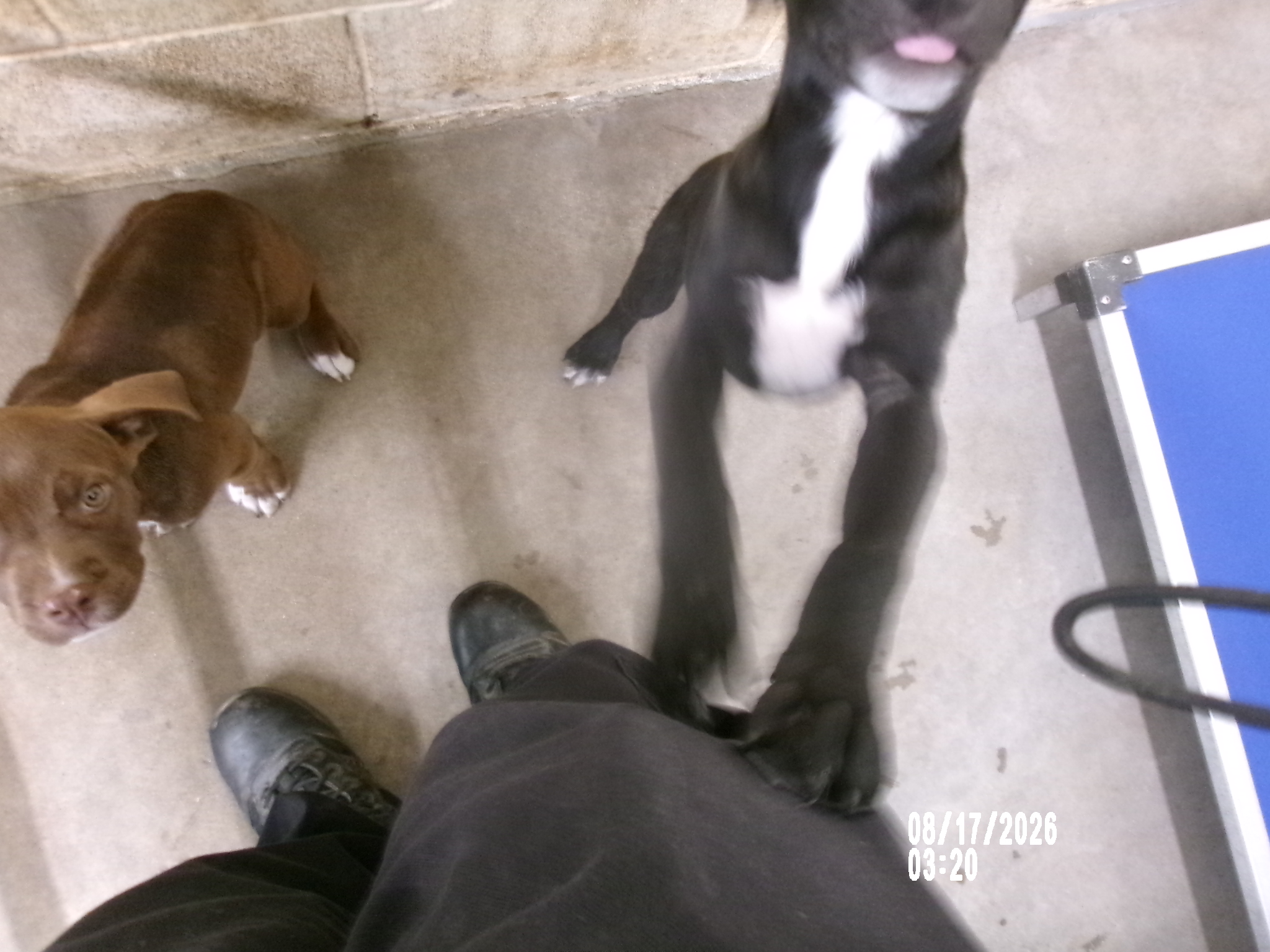 Bilbo, a Staffordshire Bull Terrier (mix breed), available for adoption