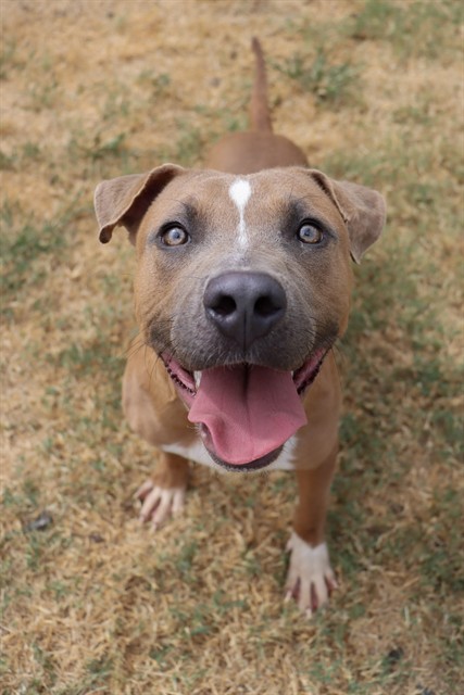 Sonic, a Pit Bull Terrier (mix breed), available for adoption