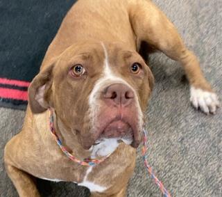 Breena, a Boxer (mix breed), available for adoption