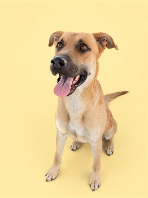 Rebel, a German Shepherd (mix breed), available for adoption