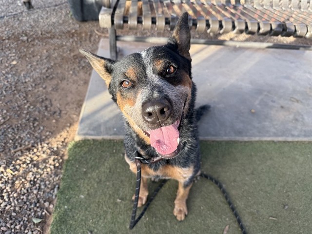 Sinclair, a Lancashire Heeler (mix breed), available for adoption