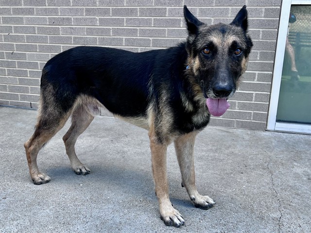 Ali, a German Shepherd (mix breed), available for adoption