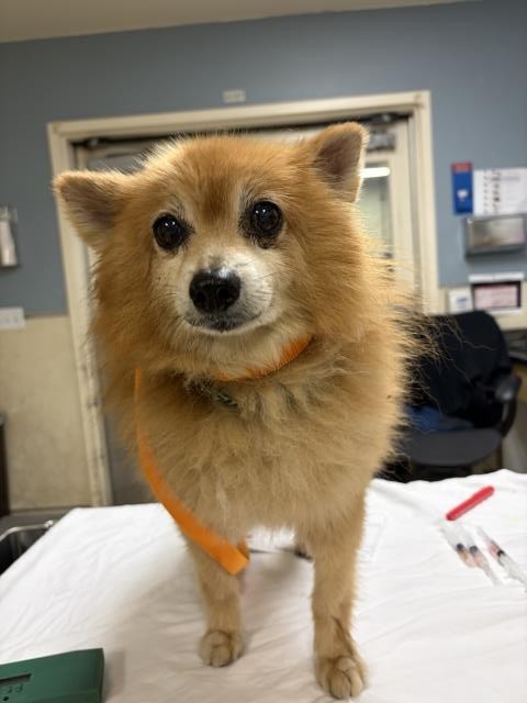 Panda, a Pomeranian, available for adoption