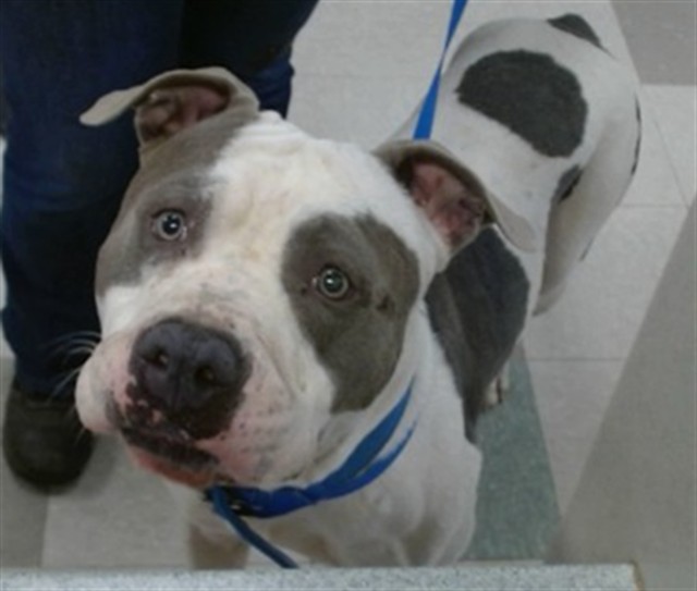 A480131, a Staffordshire Bull Terrier (mix breed), available for adoption