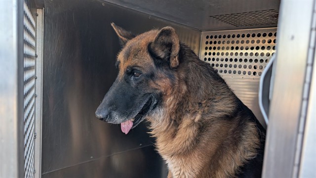 Name Unknown, a German Shepherd (mix breed), available for adoption