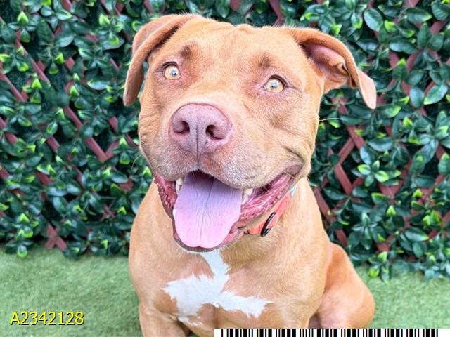 Ronnie, a Pit Bull Terrier, available for adoption