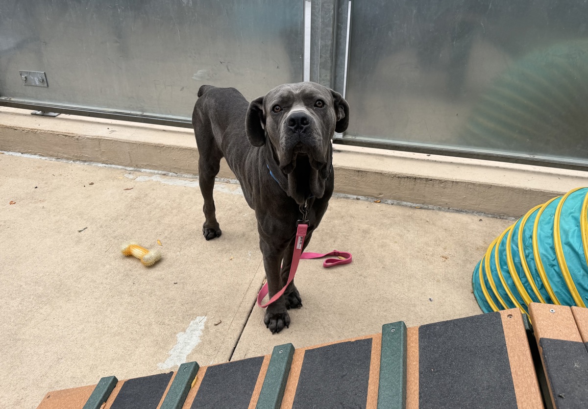 Blue, a Cane Corso Mastiff, available for adoption