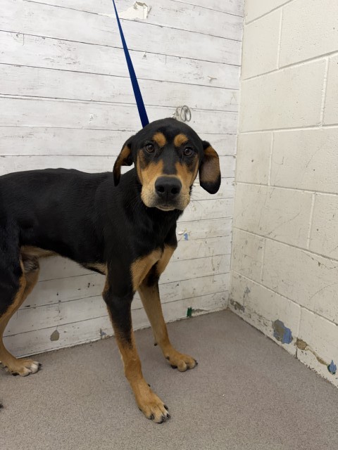 Perseus, a Doberman Pinscher (mix breed), available for adoption