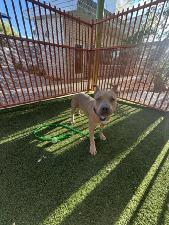 Butterfinger, a American Staffordshire Terrier, available for adoption